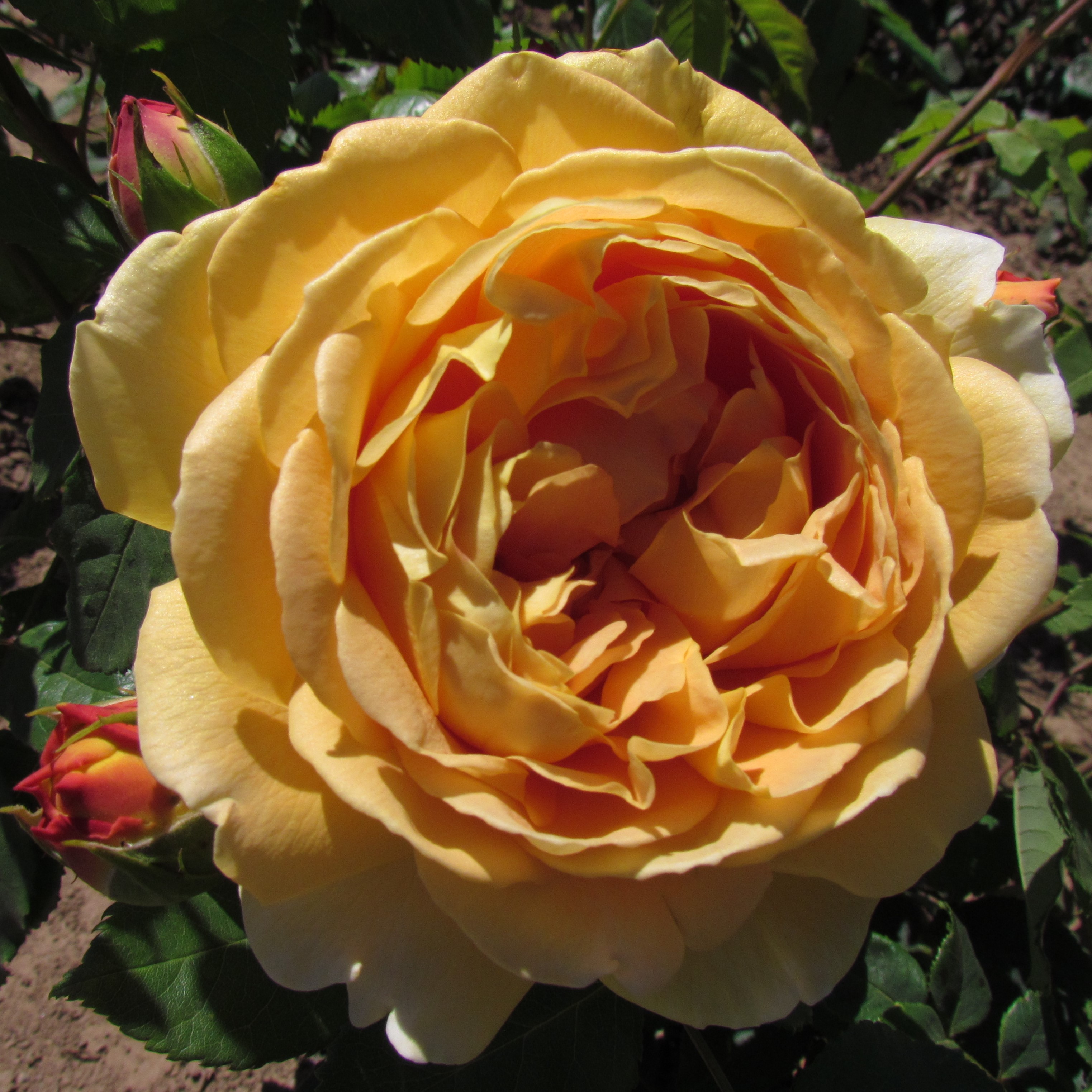 shrub-david-austin-roses