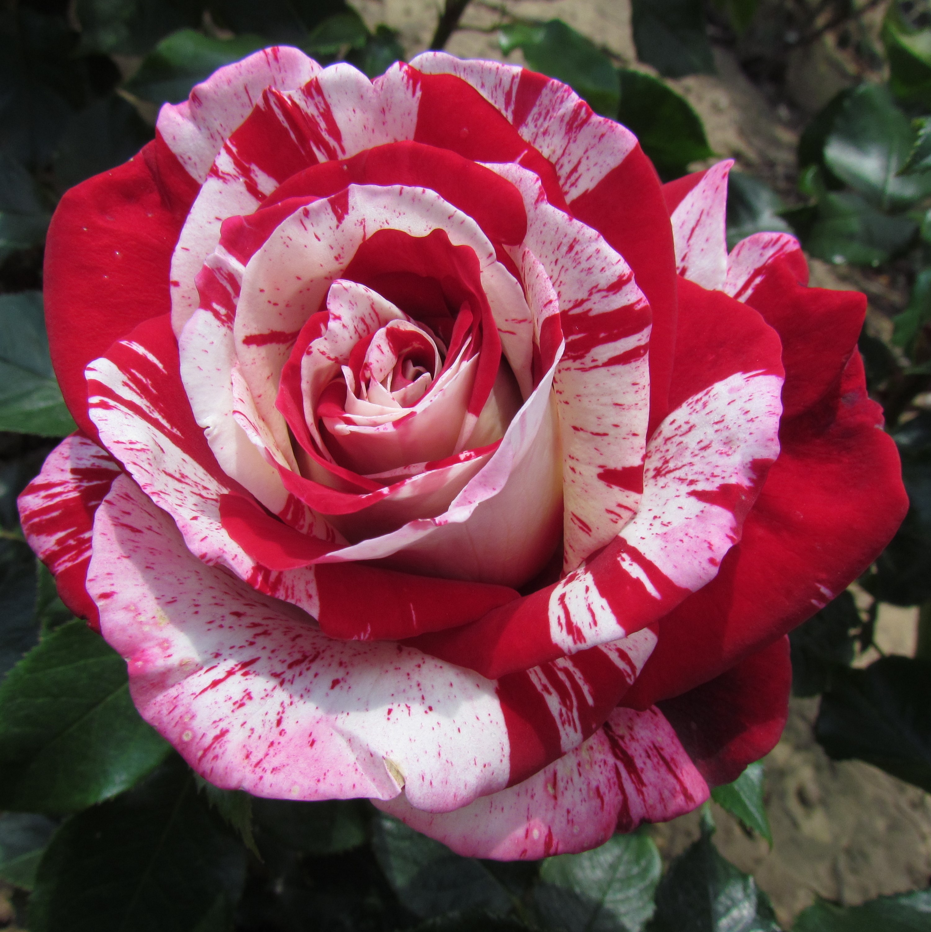 Fragrant Striped Roses, Unusual Fragrant Roses, Fragrant Stripey Roses