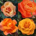Orange Rose Container Collection