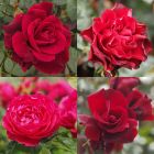 Red Rose Container Collection