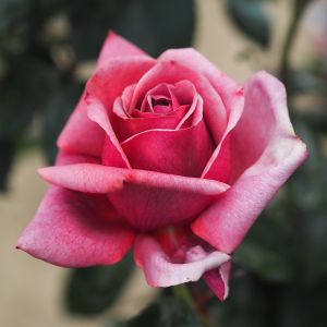 Michelle rose - Pink Hybrid Tea - Gardenroses.co.uk