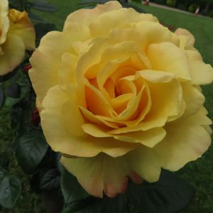 A Faithful Friend rose - Golden Floribunda - Garden Roses
