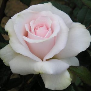 A Whiter Shade of Pale rose - White and Pink Hybrid Tea - Garden Roses