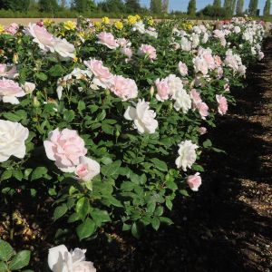 A Whiter Shade of Pale standard rose - White and Pink Hybrid Tea - Garden Roses