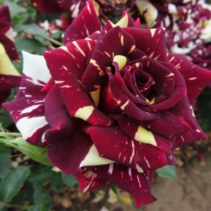 Abracadabra rose - Striped Hybrid Tea - GardenRoses.co.uk