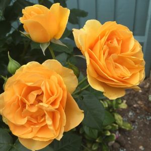 Absolutely Fabulous rose - Yellow Floribunda - Gardenroses.co.uk