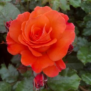 Alan's Pride Rose- Orange Floribunda - Gardenroses.co.uk