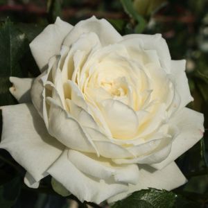 Alaska rose - White Climber - Gardenroses.co.uk