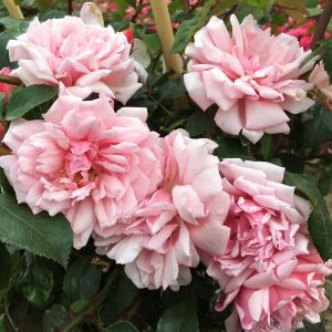 Albertine rose - Pink Rambler - gardenroses.co.uk