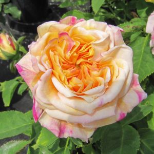 Alchymist rose - Striped Climber - Gardenroses.co.uk