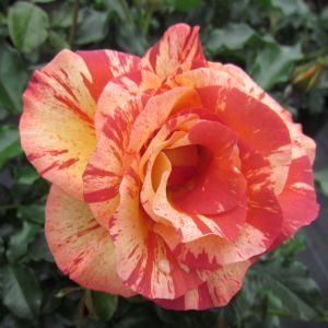 Alfred Sisley rose - Striped Hybrid Tea - Gardenroses.co.uk