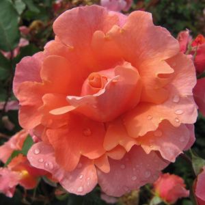 Ali Baba rose - Peach Climber - Gardenroses.co.uk