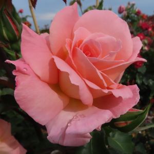 Alice rose - Pink Climber - Gardenroses.co.uk
