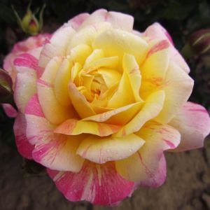 All American Magic rose - Striped Hybrid Tea - Gardenroses.co.uk