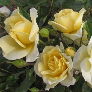 Alister Stella Gray rose - Yellow Rambler - Gardenroses.co.uk