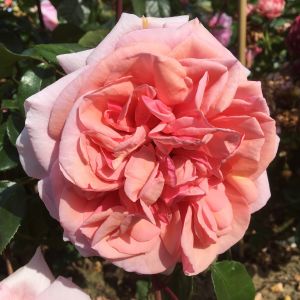 Always Remembered rose - Pink Hybrid Tea - Gardenroses.co.uk