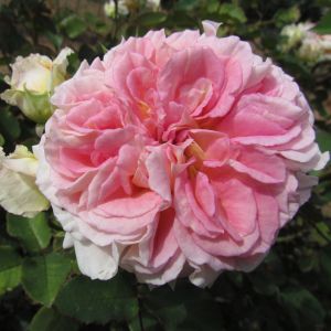 Amazing Day rose - Pink Shrub - Gardenroses.co.uk