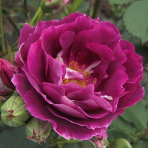 Amethyst Star rose - Purple Floribunda - Gardenroses.co.uk