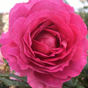 Ann rose - Pink Floribunda - Gardenroses.co.uk