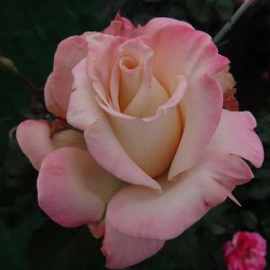Anniversary Waltz rose - Pink Hybrid Tea - Gardenroses.co.uk
