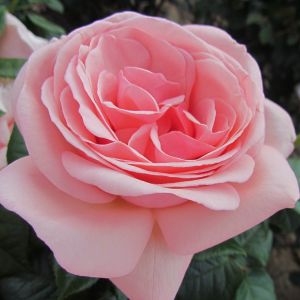 Aphrodite rose - Pink Hybrid Tea - Gardenroses.co.uk