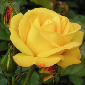 Arthur Bell rose - Yellow Floribunda - Gardenroses.co.uk