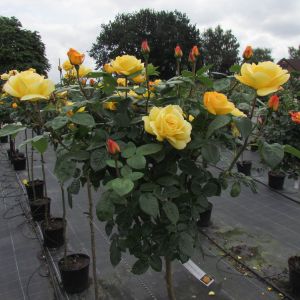 Arthur Bell standard rose - Peach Floribunda - Gardenroses.co.uk