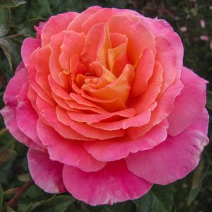 Audrey Wilcox rose - Pink Hybrid Tea - Gardenroses.co.uk