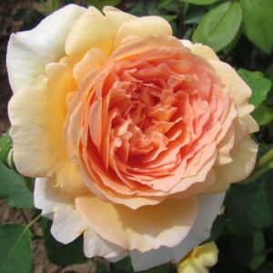 Bathsheba rose - Apricot Climber - Gardenroses.co.uk