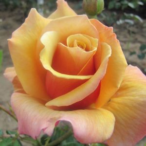 Belle Epoque rose - Orange Hybrid Tea - Gardenroses.co.uk