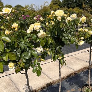 Dear Brother standard rose - Yellow Floribunda - Gardenroses.co.uk