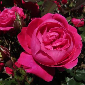 Best of Friends rose - Cerise Floribunda - Gardenroses.co.uk