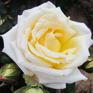 Big Ben rose - Cream Climber - Gardenroses.co.uk