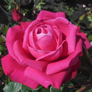 Birthday Boy rose - Pink Hybrid Tea - Gardenroses.co.uk
