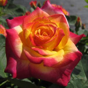 Birthday Surprise rose - Yellow/Pink Floribunda - Gardenroses.co.uk