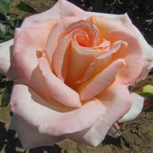 Bloom of Ruth rose - Pink Hybrid Tea - Gardenroses.co.uk