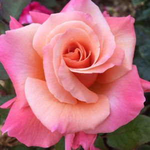 Blooming Marvellous rose - Pink Floribunda - Gardenroses.co.uk