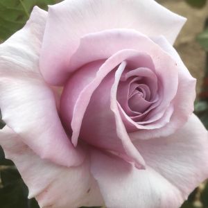 Blue Diamond rose - Lavender Hybrid Tea - Gardenroses.co.uk