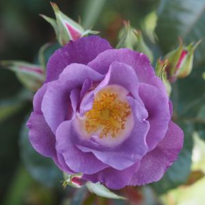 Blue For You rose - Purple Floribunda - Gardenroses.co.uk
