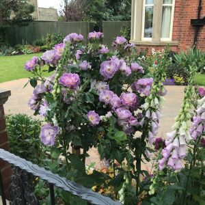 Blue For You standard rose - Lilac Floribunda - Gardenroses.co.uk
