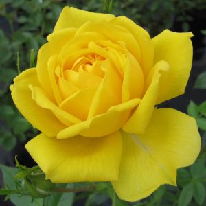 Bobby Dazzler rose - Yellow Floribunda - Gardenroses.co.uk