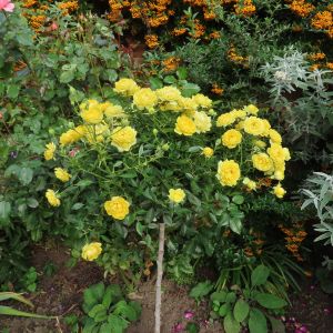 Bobby Dazzler standard rose - Yellow Floribunda - Gardenroses.co.uk