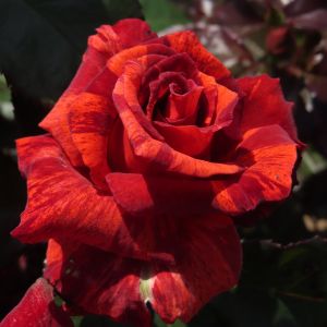 Brian's Magic - Brown/Red Striped Floribunda - Gardenroses.co.uk