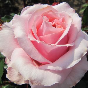 Bride And Groom rose - Pink Hybrid Tea - Gardenroses.co.uk
