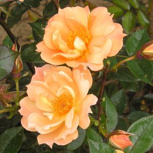 Bridge of Sighs rose - Peach Climber - Gardenroses.co.uk
