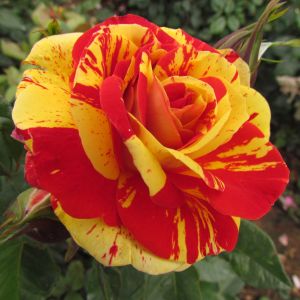 Brushstrokes rose - Red and Yellow Striped Floribunda - Gardenroses.co.uk