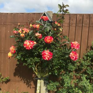Brushstrokes standard rose - Striped Floribunda - Gardenroses.co.uk