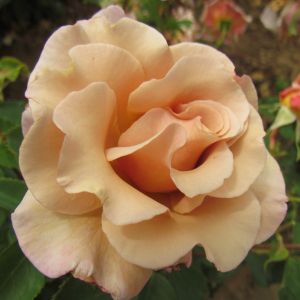 Cafe Au Lait rose - Fawn Floribunda - Gardenroses.co.uk