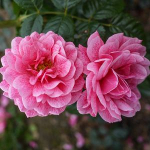Camelot rose - Pink Climber - Gardenroses.co.uk
