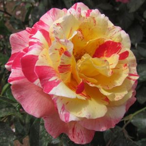 Camille Pissarro rose - Pink And Yellow Striped Floribunda - Gardenroses.co.uk